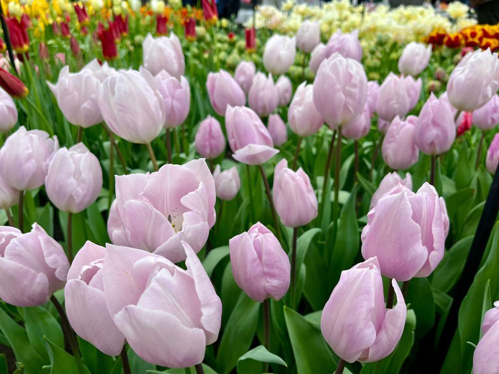 Tulipan 'Silver Cloud'